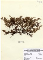 藏品(細葉蕗蕨)的圖片